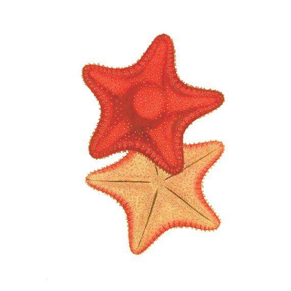 Red Orange Star Logo - Starfish Sea Star Red Orange Nautical Vintage Style Print