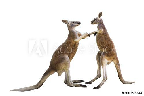 Red and White Kangaroo Logo - Fighting two red kangaroos on white background isolated this