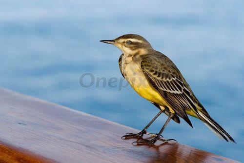 Yellow Bird Blue Background Logo - Wagtail yellow bird from africa portrait in the blue sea