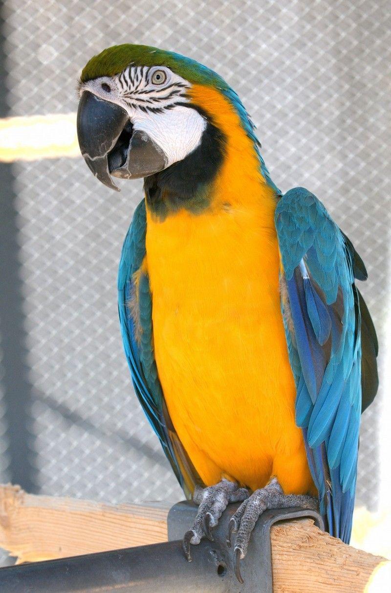 Yellow Bird Blue Background Logo - Macaw Parrot Bird Blue Yellow Gold Background Image for Free Download