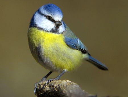 Yellow and Blue Bird Logo - Little Blue - Birds & Animals Background Wallpapers on Desktop Nexus ...