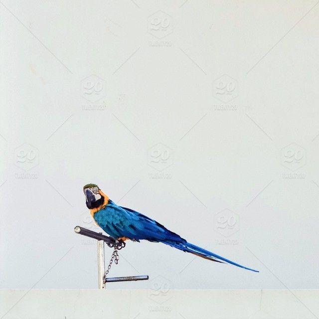 Yellow Bird Blue Background Logo - Blue and yellow macaw Ara stock photo 553f623e-d2ca-4d86-b7b1 ...