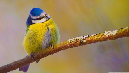 Yellow Bird Blue Background Logo - Blue and Yellow Bird - Birds & Animals Background Wallpapers on ...