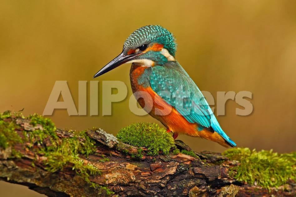 Yellow Bird Blue Background Logo - Beautiful Kingfisher with Clear Green Background. Kingfisher, Blue ...