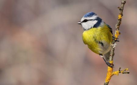 Yellow Bird Blue Background Logo - Blue Tit - Birds & Animals Background Wallpapers on Desktop Nexus ...