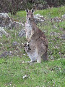 Red and White Kangaroo Logo - Eastern grey kangaroo