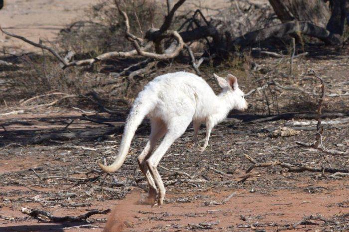 Red and White Kangaroo Logo - White kangaroo sightings booming as predators decrease and drought