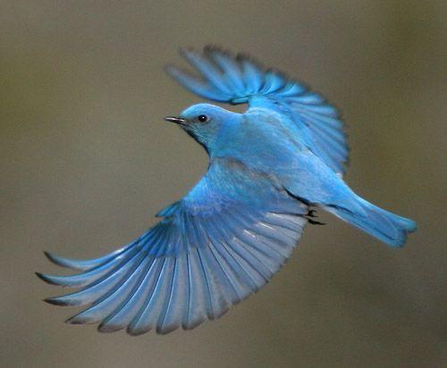 Blue Bird Flying Logo - Blue Birds Flying Blue bird flyingmale mountain | fotoğraf ...