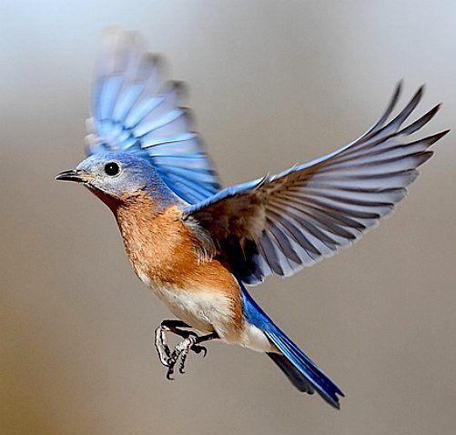 Blue Bird Flying Logo - BLUE BIRDS BLUEBIRDS ORNITHOLOGY