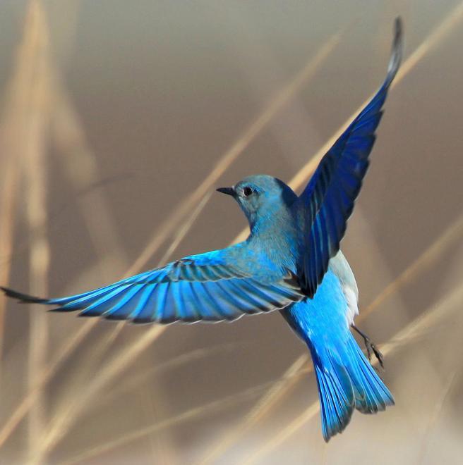 Blue Bird Flying Logo - Mountain Bluebird | The Audubon Birds & Climate Change Report