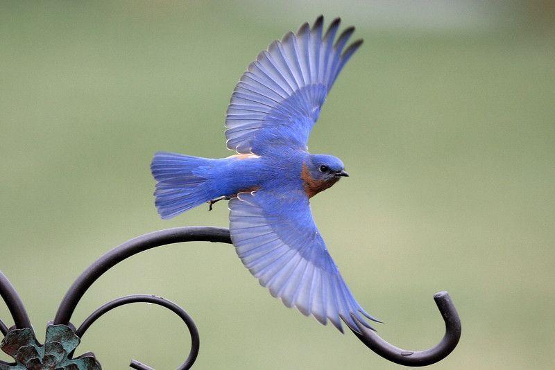 Blue Bird Flying Logo - Eastern Bluebird male, in flight. bird wings. Blue bird, Birds