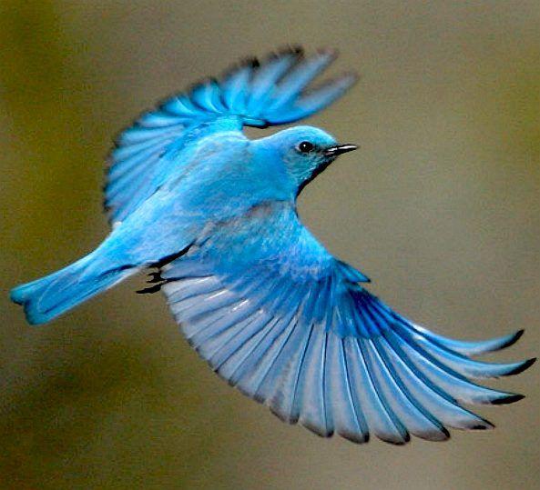 Blue Bird Flying Logo - BLUE BIRDS BLUEBIRDS ORNITHOLOGY