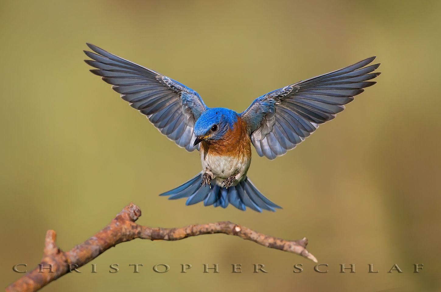 Blue Bird Flying Logo - awesome Bluebird flying | Bluebirds | Pinterest | Birds, Blue bird ...