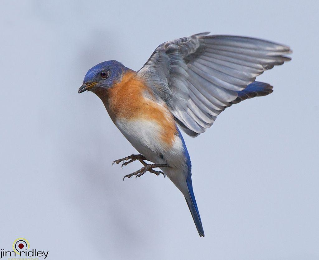 Blue Bird Flying Logo - Eastern Bluebird Flying! | www.facebook.com/pages/Jim-Ridley… | Flickr
