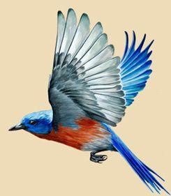 Blue Bird Flying Logo - Eastern Bluebird Facts, Information, and Photos