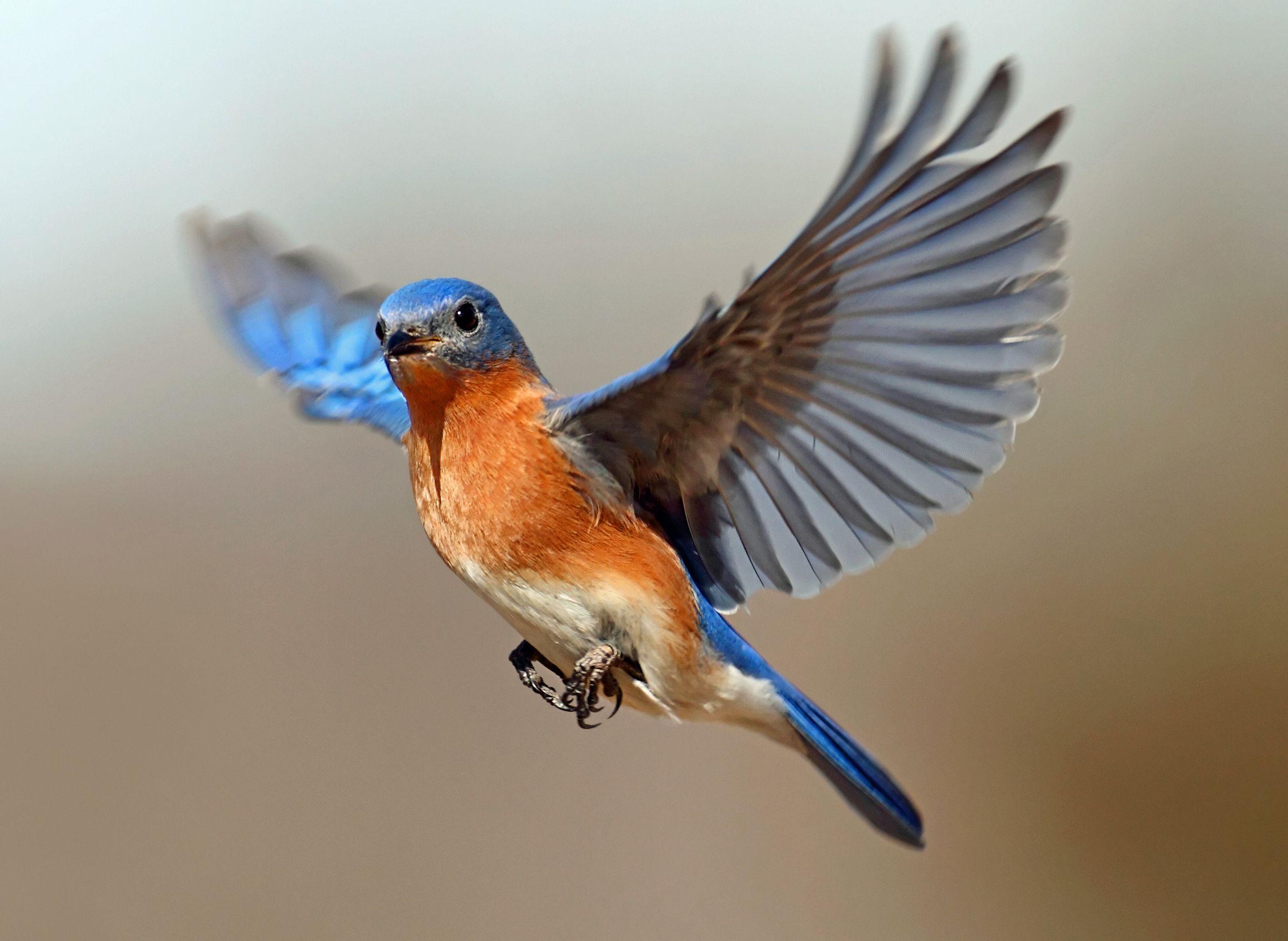 Blue Bird Flying Logo - Eastern Bluebirds – Is Happiness on the Way? | Tallahassee.com ...