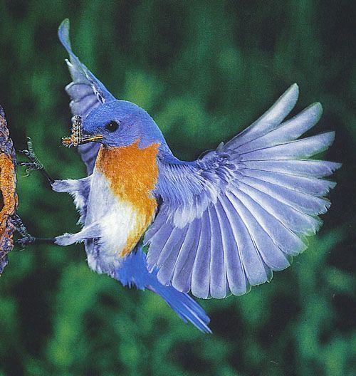 Blue Bird Flying Logo - Eastern blue bird flying | rita | Pinterest | Bird, Blue bird and ...