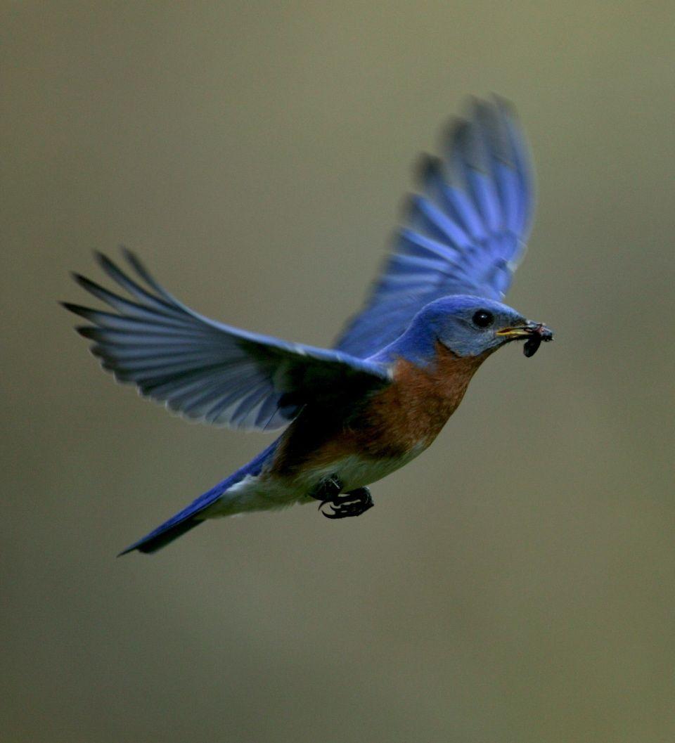 Blue Bird Flying Logo - Work in progress of a Blue Bird fan carving. – Wood Fan Birds