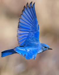 Blue Bird Flying Logo - Bluebird flight academy blog – Bluebird flight academy is a world ...