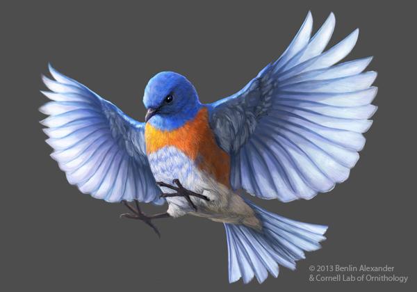 Blue Bird Flying Logo - 30 Beautiful Bluebird Pictures and Images