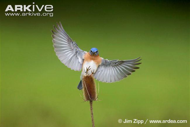 Blue Bird Flying Logo - Eastern bluebird photo - Sialia sialis - G137202 | Arkive