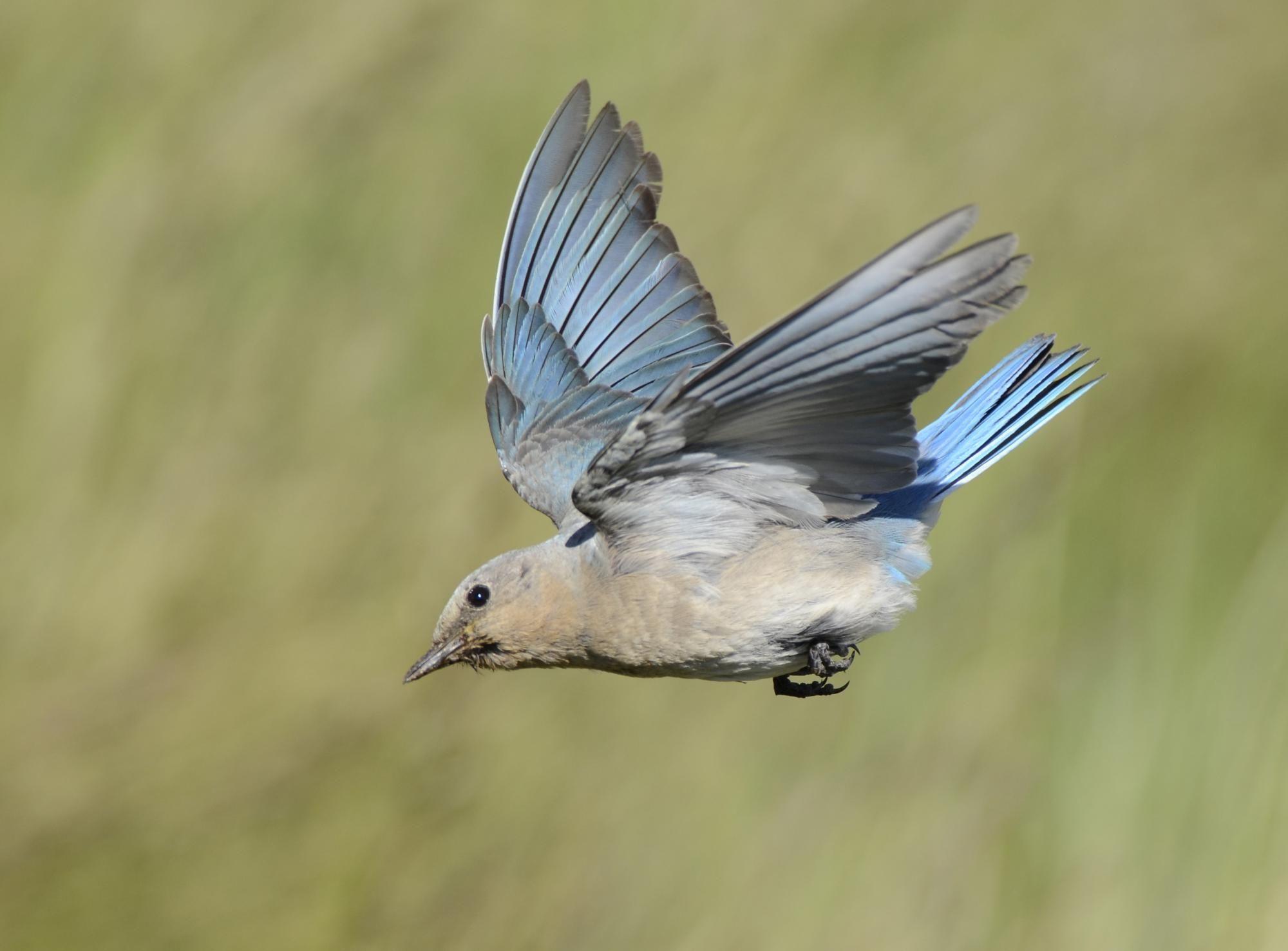 Blue Bird Flying Logo - Mountain Bluebird (Sialia currucoides) Female with food
