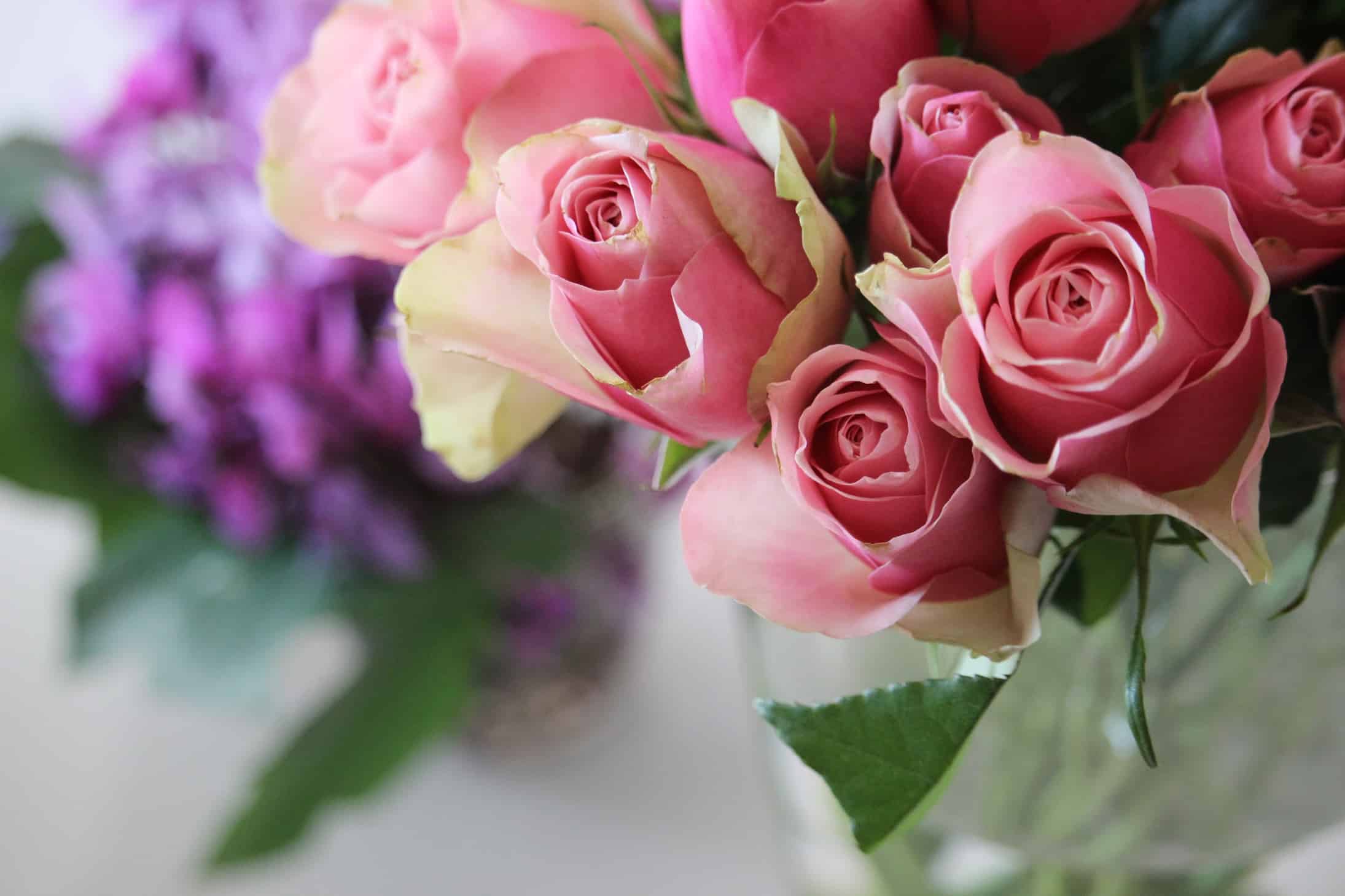 Green Flower Petal Logo - Rose Bellevue best pink-green rose on the market - The Smell of ...