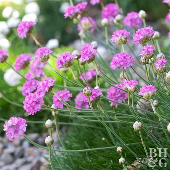 Pink Green Flower Logo - Best Pink Flowers for Your Garden. Better Homes & Gardens