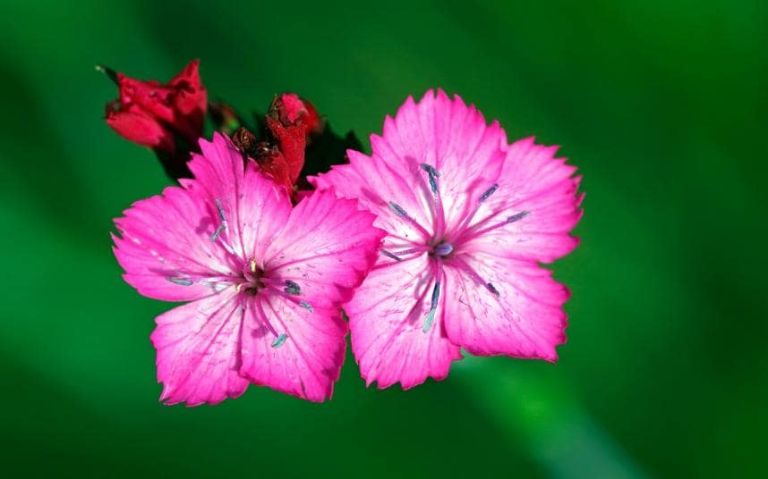 Pink Green Flower Logo - Top 100 plants: Summer | The Telegraph