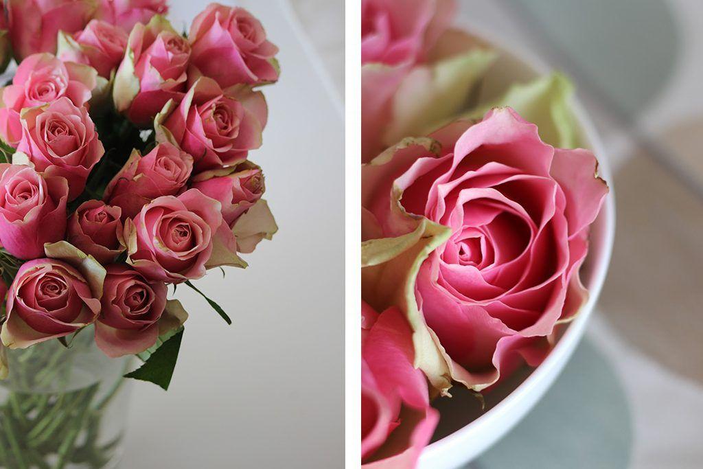 Pink Green Flower Logo - Rose Bellevue best pink-green rose on the market - The Smell of ...