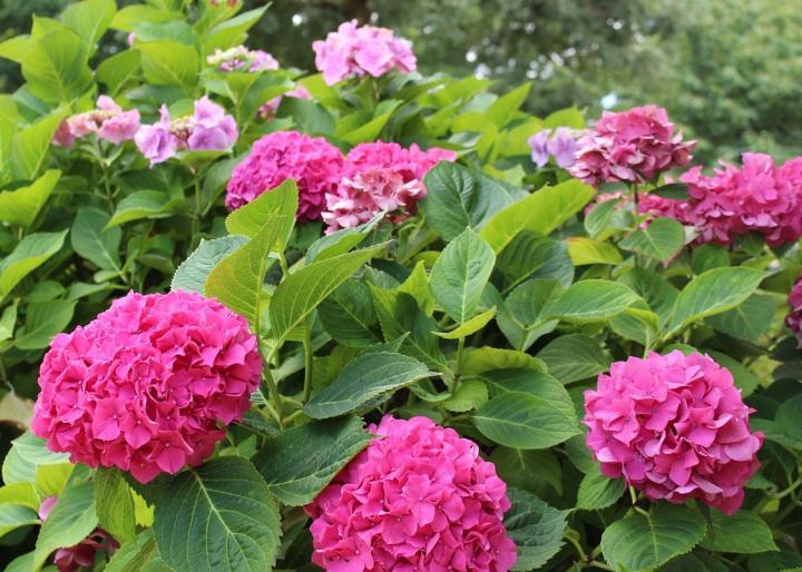 Pink Green Flower Logo - Hydrangeas: How to Plant, Grow, and Prune Hydrangea Shrubs | The Old ...