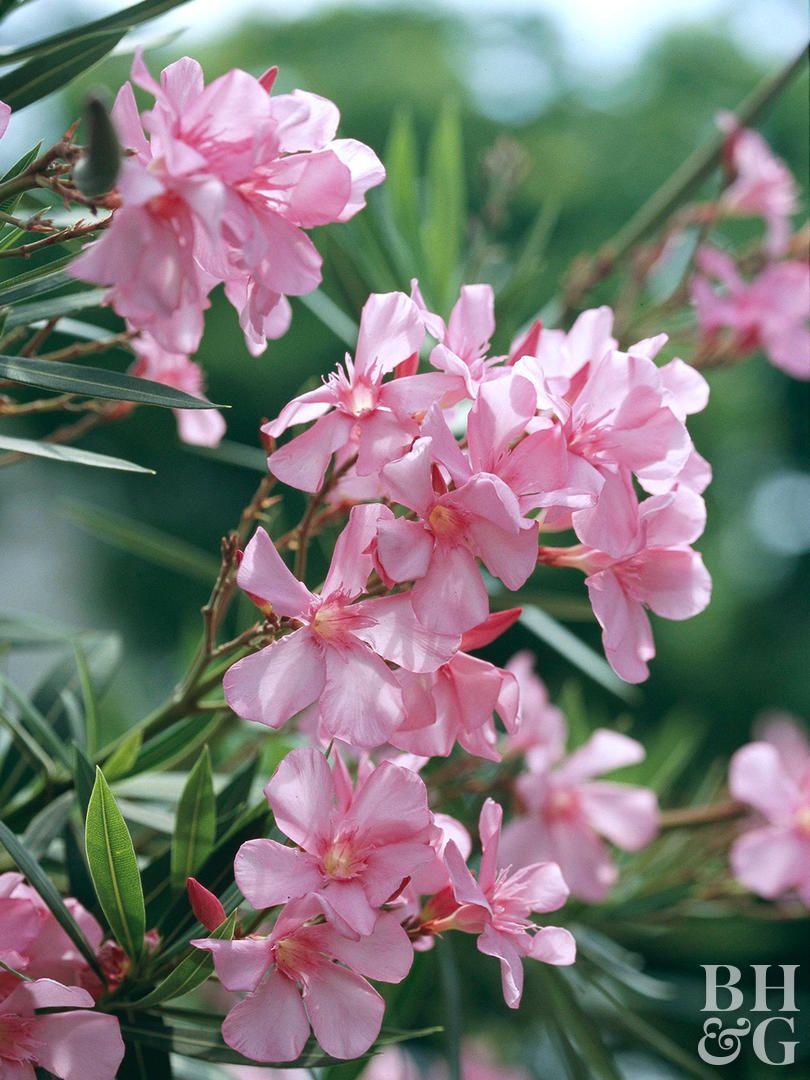 Pink Green Flower Logo - The 13 Best Summer Blooming Shrubs For Your Garden. Better Homes