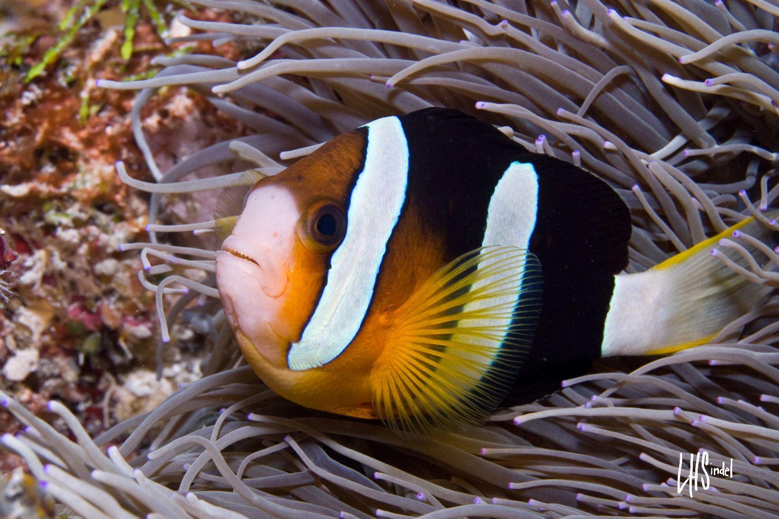 Orange Clown Logo - clown fish orange | RUSHKULT