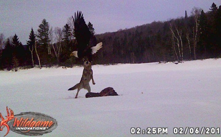Coyote Eagle Logo - Coyote and bald eagle battle for supremacy on frozen Maine lake