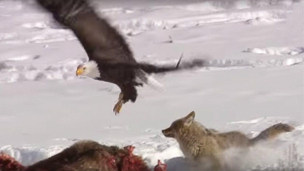 Coyote Eagle Logo - Coyote vs Bald Eagles | Yellowstone | BBC Earth - YouTube