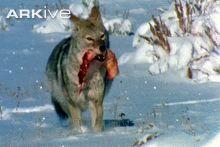Coyote Eagle Logo - Coyote video - Canis latrans - 11b | Arkive