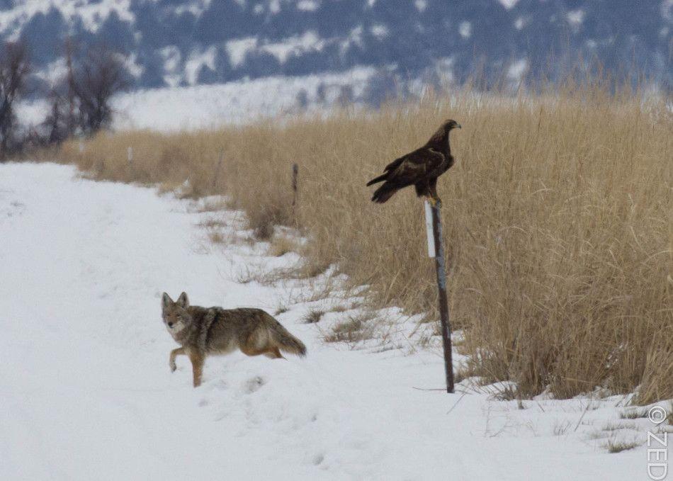 Coyote Eagle Logo - Klamath Basin report IV- the coyote and the eagle