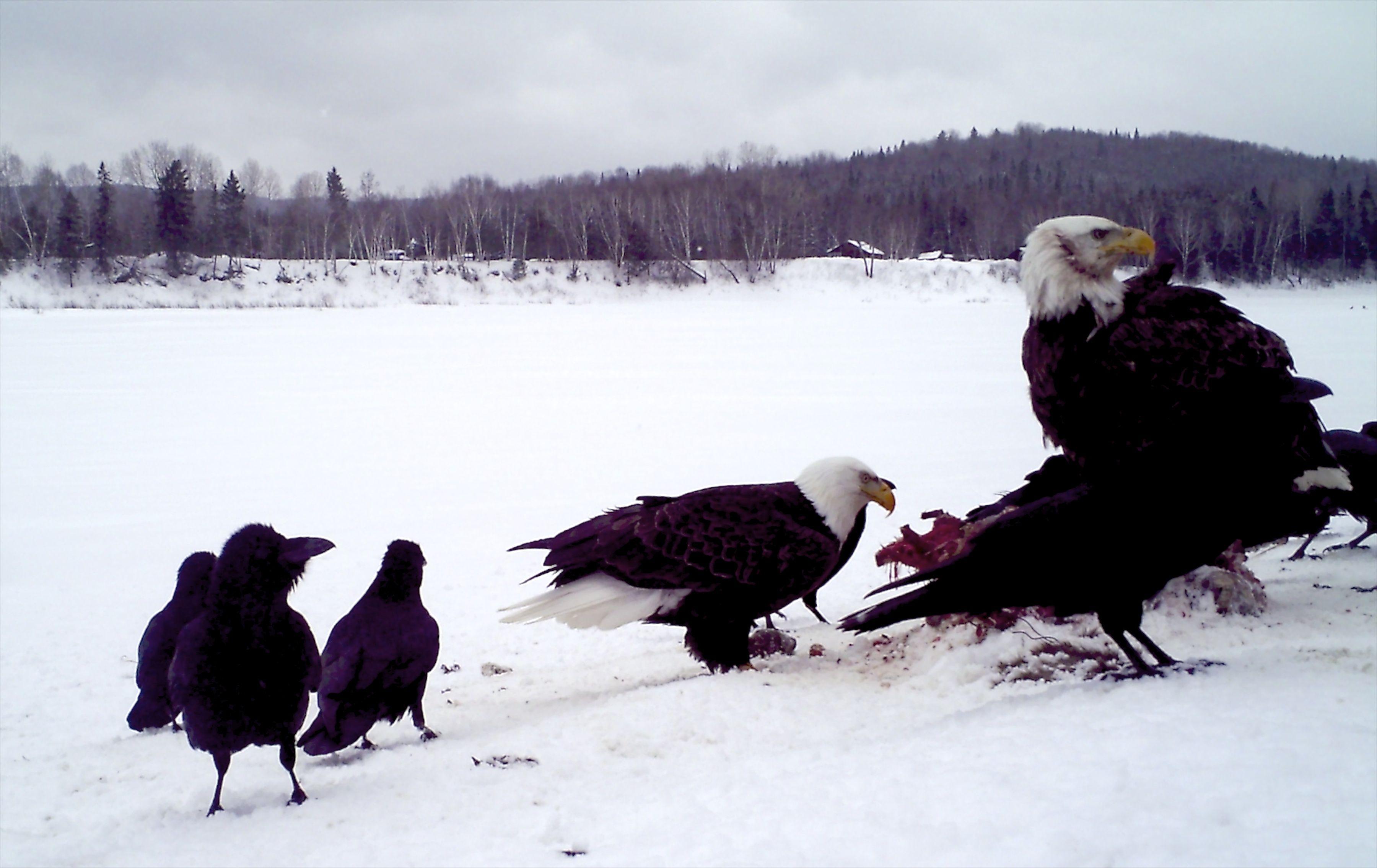 Coyote Eagle Logo - Eagles enjoy a feast at Allagash coyote bait | Out There
