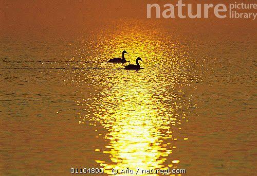 A and Two Swans Sun Logo - Nature Picture Library - ic-09702 Two swans on water in light of ...