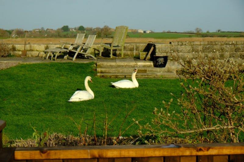 A and Two Swans Sun Logo - Upper Framilode walk - Wednesday 3 January 2018 | South Cotswold ...