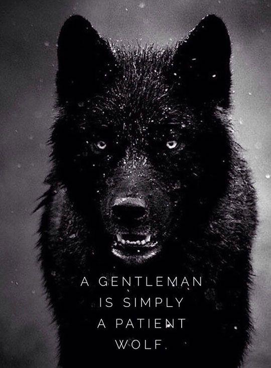 Dark Wolf Cool Logo - Truth About Guys Who Call Themselves A Gentleman - The Meta Picture