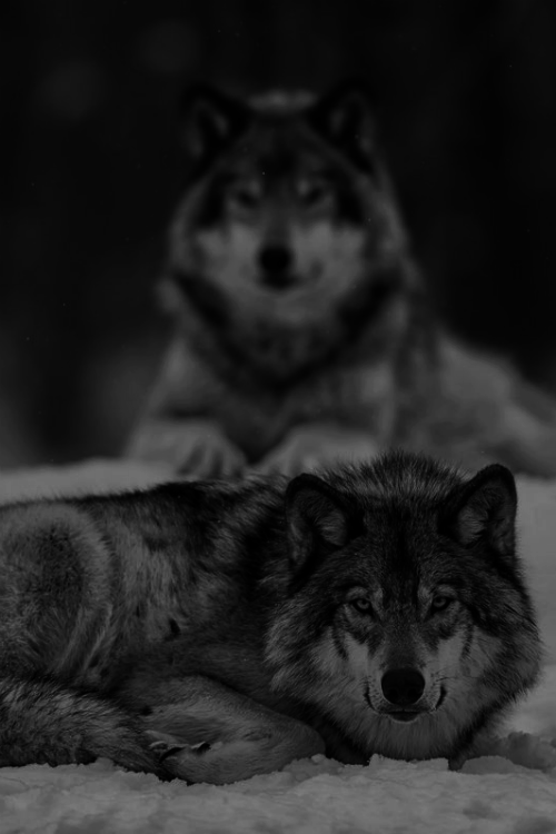 Dark Wolf Cool Logo - snow animals Black and White tumblr wolf Cool moon dark wolves wild ...