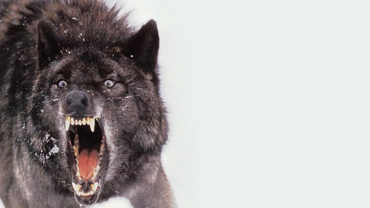 Dark Wolf Cool Logo - Black Wolf Wallpaper