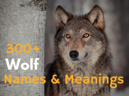 Cool Simple Wolf Logo - 300+ Wolf Names and Meanings | PetHelpful