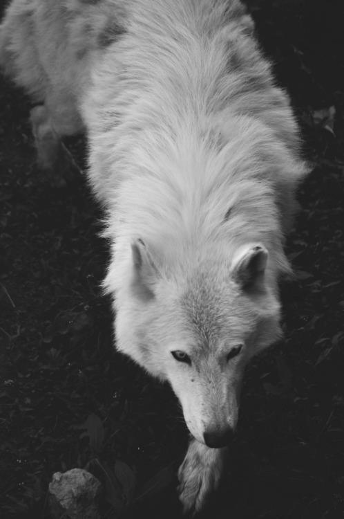 Dark Wolf Cool Logo - animals wolf Cool white black animal dark wolves white wolf our-not ...
