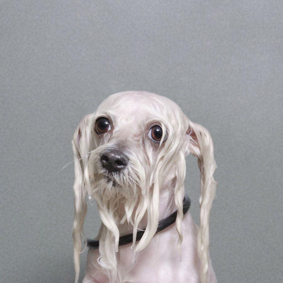Soggy Dog Logo - Wet Dog — Sophie Gamand