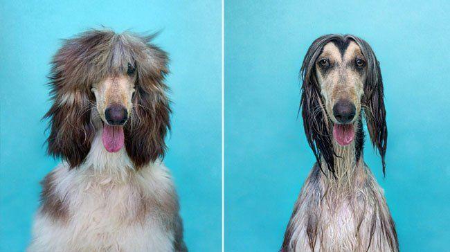 Soggy Dog Logo - Photographer Perfectly Captures Dogs Before and After Bath in 'Dry