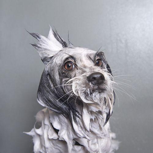 Soggy Dog Logo - Wet Dog