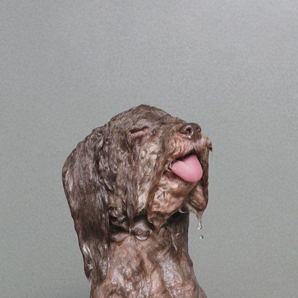 Soggy Dog Logo - Amazon.com: Wet Dog (9781455531479): Sophie Gamand: Books