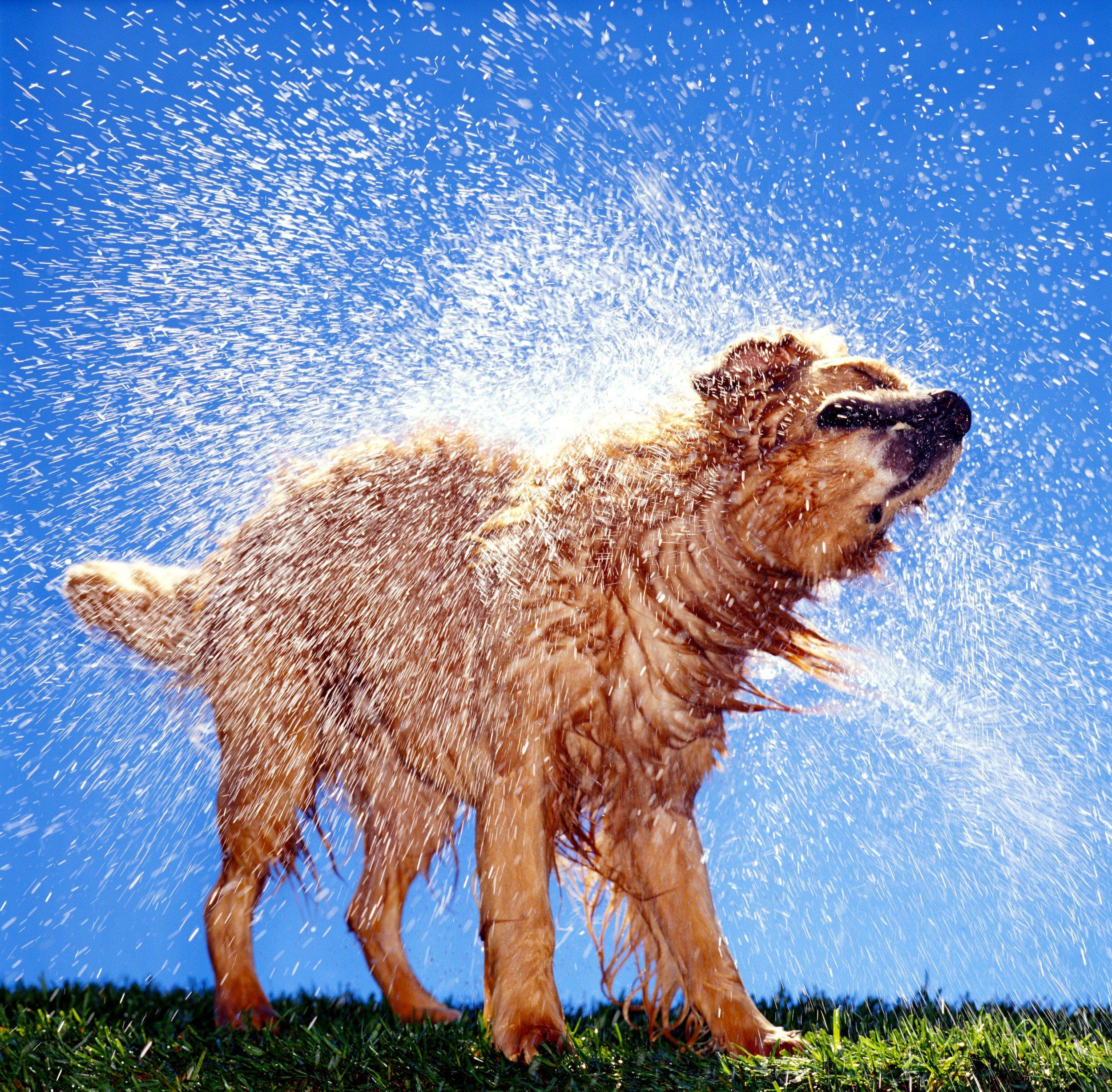 Soggy Dog Logo - What's Up With That: The Gross Chemistry Behind That Funky Wet-Dog ...